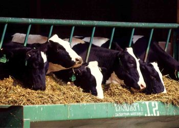 Dünya Hayvancılıkta Karlılığı Nerelerde Arıyor?