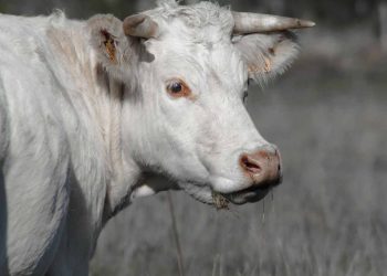 İneklerde Neden Döl Tutmaz?