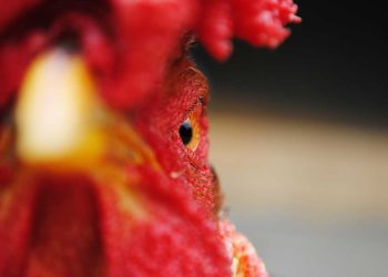 Kanatlılarda Numune Alma ve Gönderme Tekniği