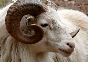 Kurbanımız Sağlıklı Olsun