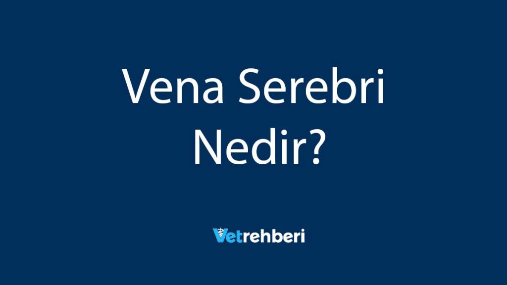 Vena Serebri Nedir?