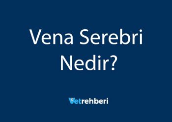 Vena Serebri Nedir?