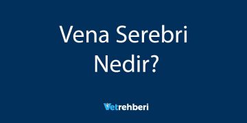 Vena Serebri Nedir?