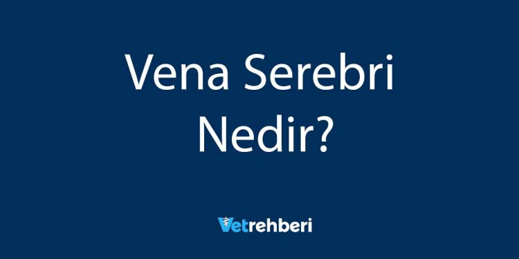 Vena Serebri Nedir?