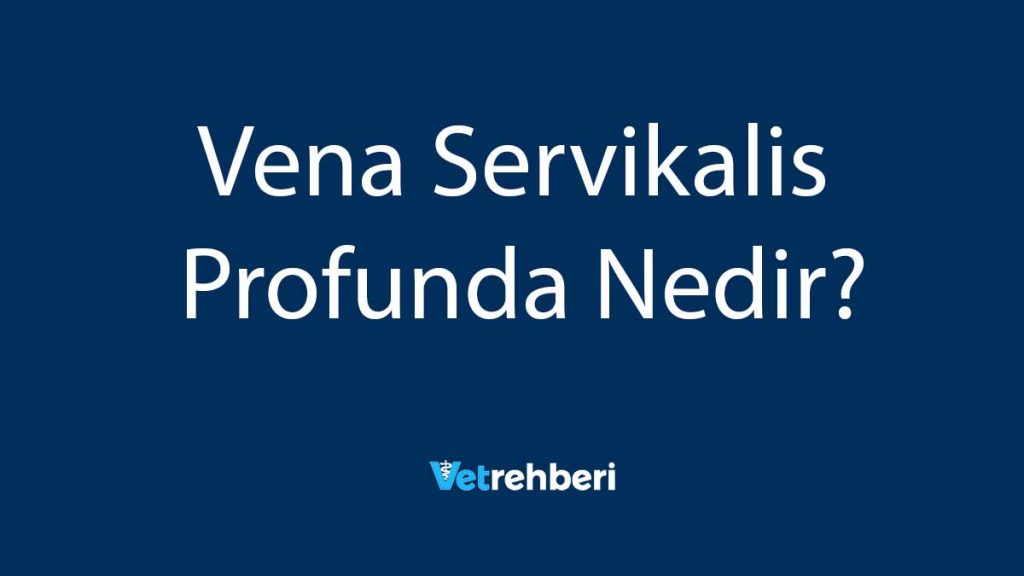 Vena Servikalis Profunda Nedir?