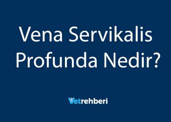 Vena Servikalis Profunda Nedir?