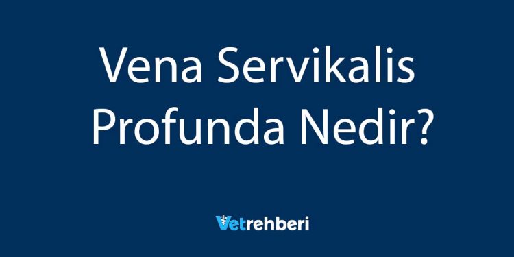 Vena Servikalis Profunda Nedir?