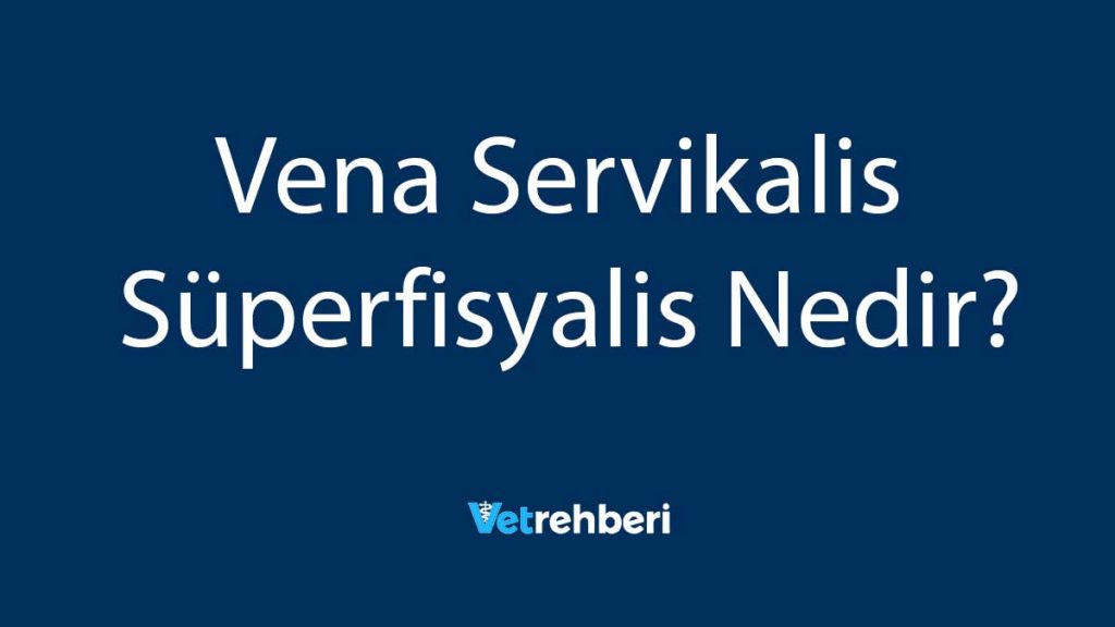 Vena Servikalis Süperfisyalis Nedir?