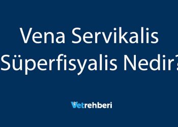 Vena Servikalis Süperfisyalis Nedir?