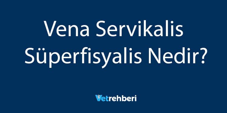 Vena Servikalis Süperfisyalis Nedir?