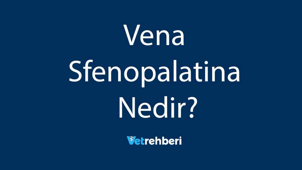 Vena Sfenopalatina Nedir?