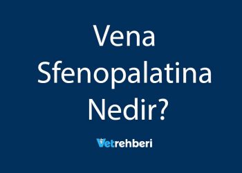 Vena Sfenopalatina Nedir?