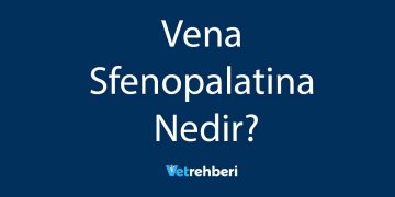 Vena Sfenopalatina Nedir?