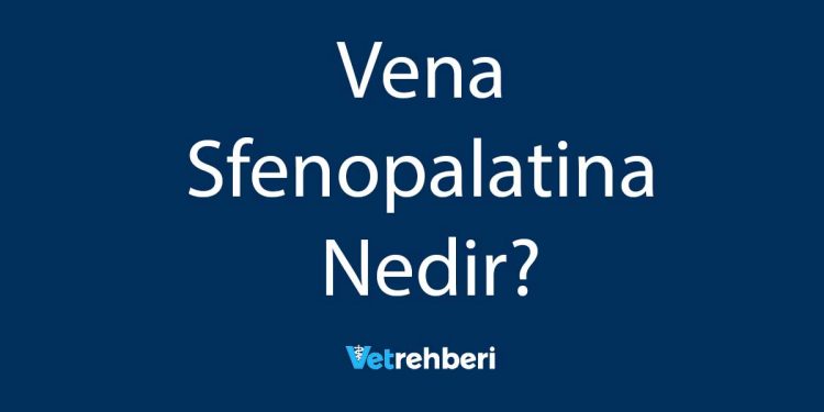 Vena Sfenopalatina Nedir?