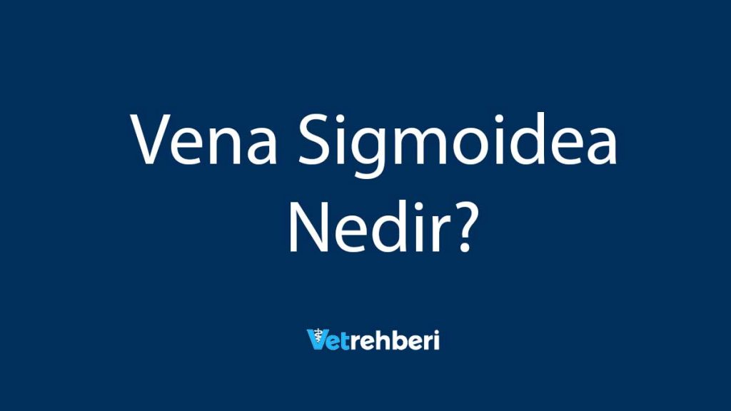 Vena Sigmoidea Nedir?