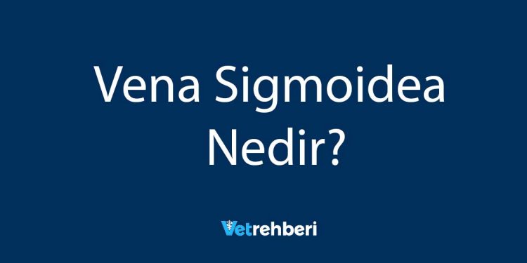 Vena Sigmoidea Nedir?