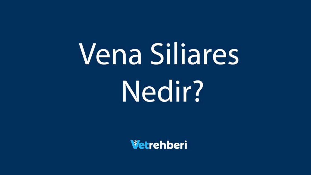 Vena Siliares Nedir?