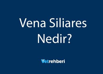 Vena Siliares Nedir?