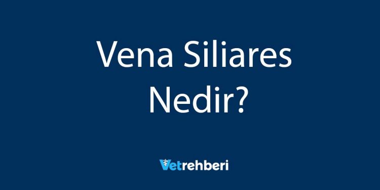 Vena Siliares Nedir?