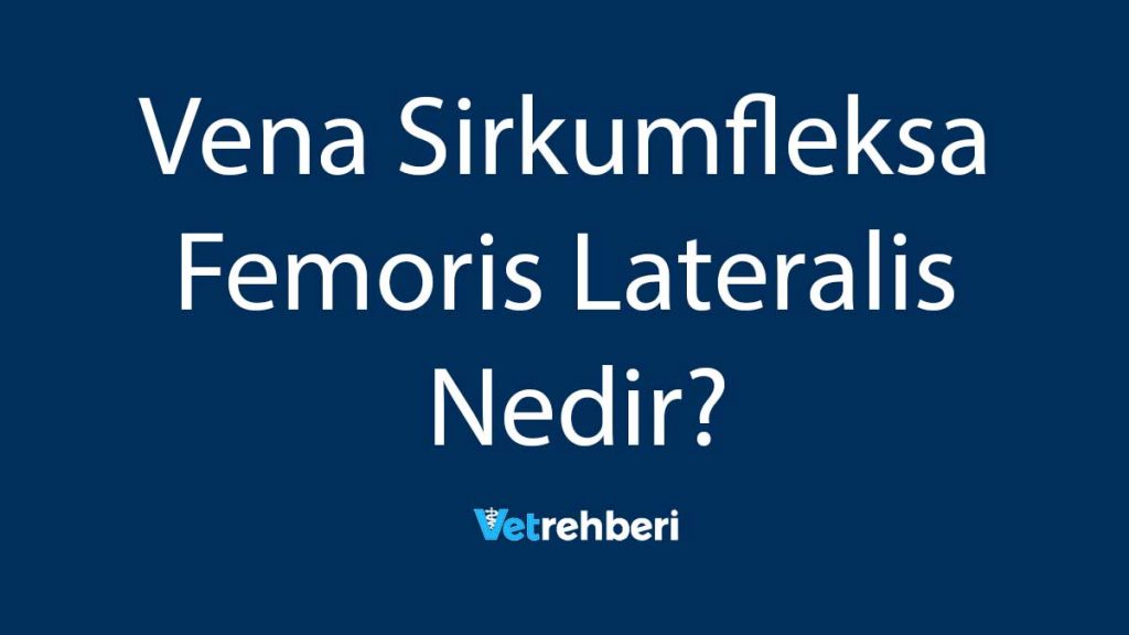 Vena Sirkumfleksa Femoris Lateralis Nedir?