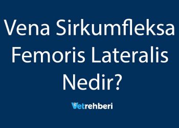 Vena Sirkumfleksa Femoris Lateralis Nedir?