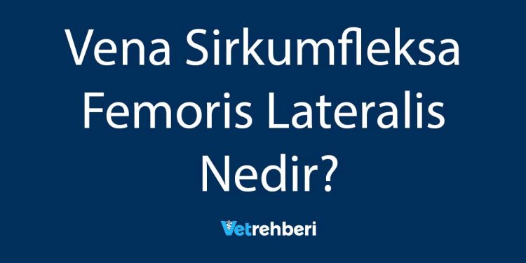 Vena Sirkumfleksa Femoris Lateralis Nedir?