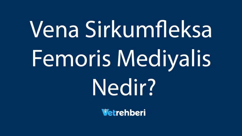 Vena Sirkumfleksa Femoris Mediyalis Nedir?