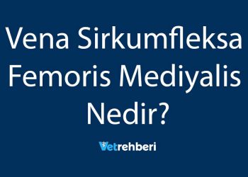 Vena Sirkumfleksa Femoris Mediyalis Nedir?