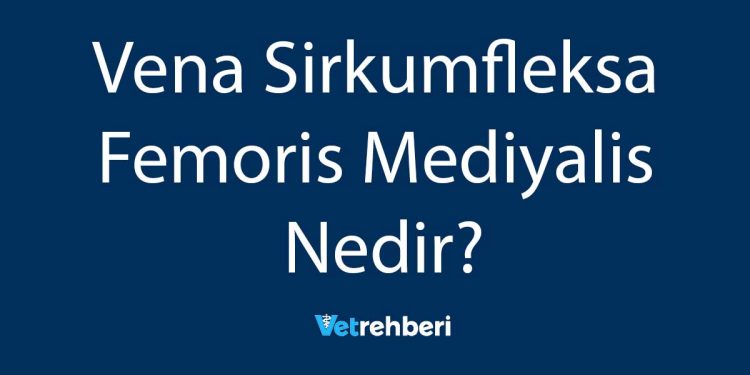 Vena Sirkumfleksa Femoris Mediyalis Nedir?