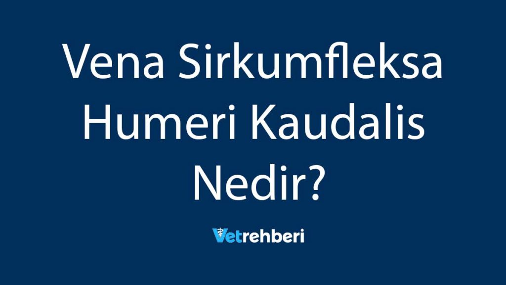 Vena Sirkumfleksa Humeri Kaudalis Nedir?