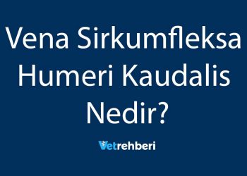 Vena Sirkumfleksa Humeri Kaudalis Nedir?