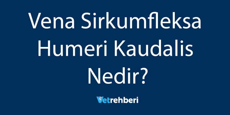 Vena Sirkumfleksa Humeri Kaudalis Nedir?