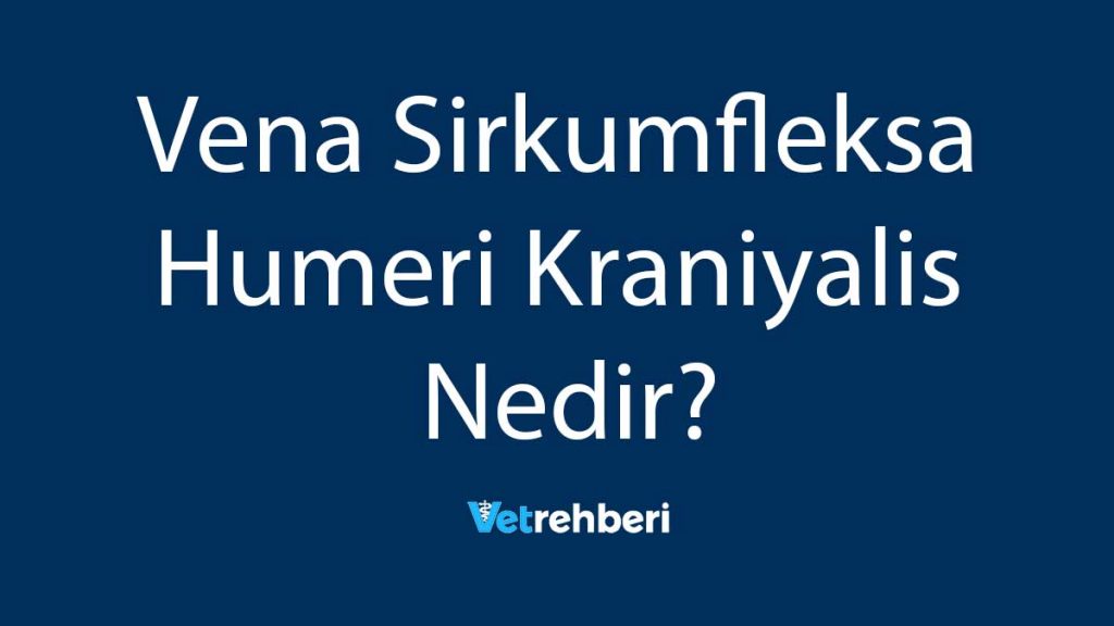 Vena Sirkumfleksa Humeri Kraniyalis Nedir?