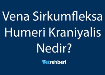 Vena Sirkumfleksa Humeri Kraniyalis Nedir?