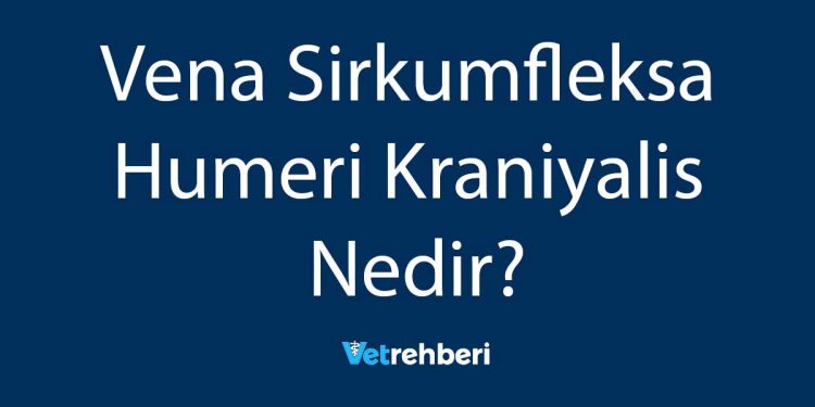 Vena Sirkumfleksa Humeri Kraniyalis Nedir?