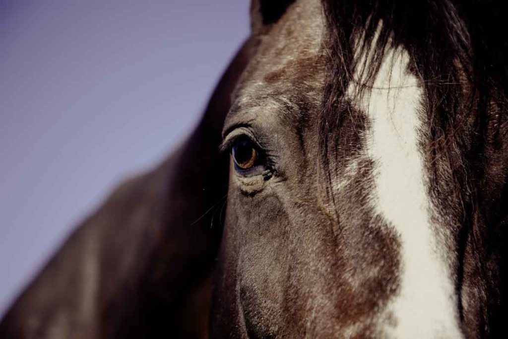 Atların İnfeksiyöz Anemisi (Equine Infectious Anemia, EIA)