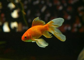 Balık Tüberküloz Hastalığı (Balık Veremi)