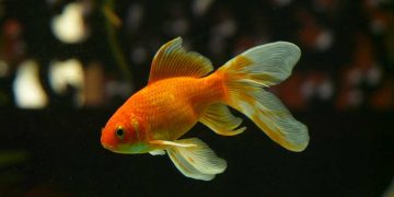 Balık Tüberküloz Hastalığı (Balık Veremi)