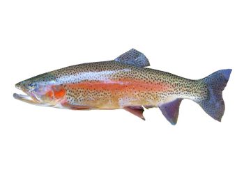 Balıklarda Bakteriyel Soğuk Su Hastalığı