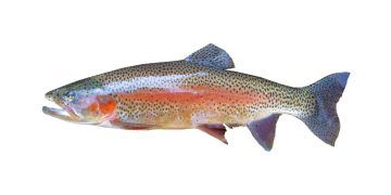 Balıklarda Bakteriyel Soğuk Su Hastalığı