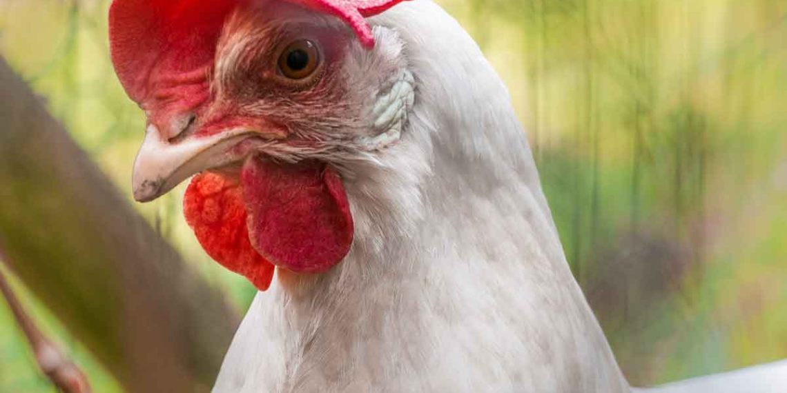 Kanatlılarda CRD, Kronik Solunum Yolu Hastalığı