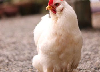 Kanatlılarda Mycoplasma Synoviae Enfeksiyonu