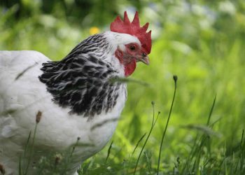 Tavuklarda Ascaridia Galli Enfestasyonu (Büyük Solucanlar)