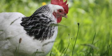 Tavuklarda Ascaridia Galli Enfestasyonu (Büyük Solucanlar)