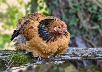Tavuklarda Enfeksiyöz Bronşitis