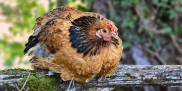 Tavuklarda Enfeksiyöz Bronşitis