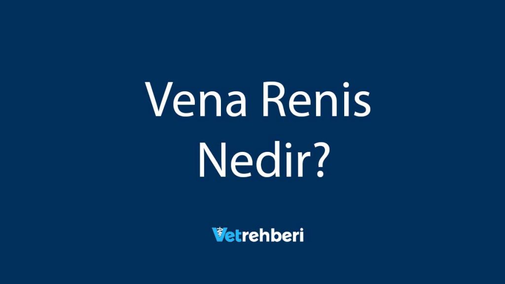 Vena Renis Nedir?