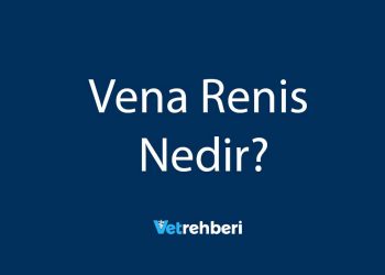 Vena Renis Nedir?