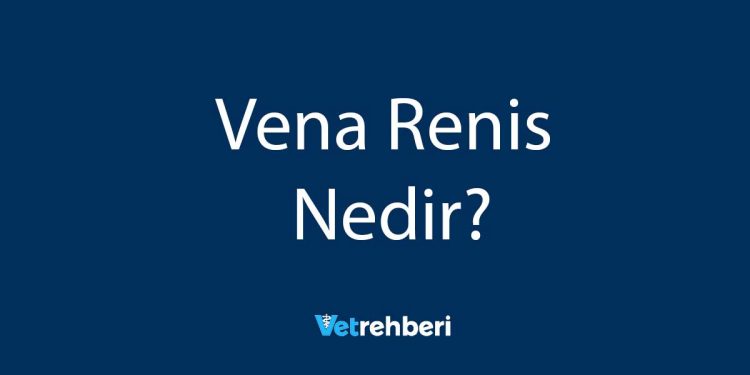 Vena Renis Nedir?