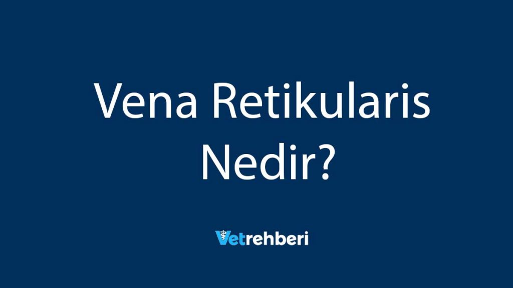 Vena Retikularis Nedir?